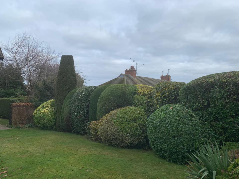 hedge trimming