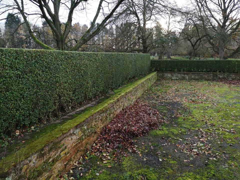 hedge trimming